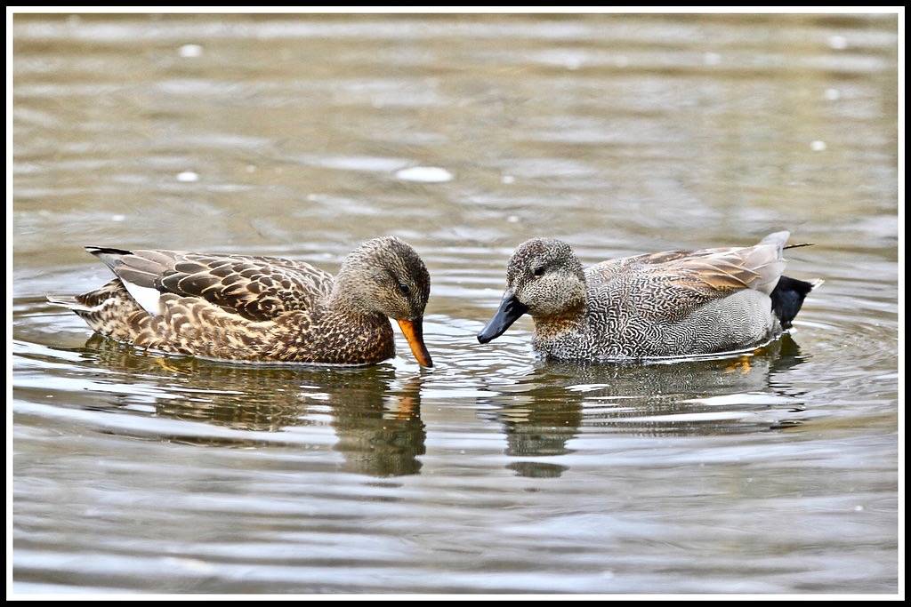 Gadwall by Linton Snapper is licensed under CC BY 2.0